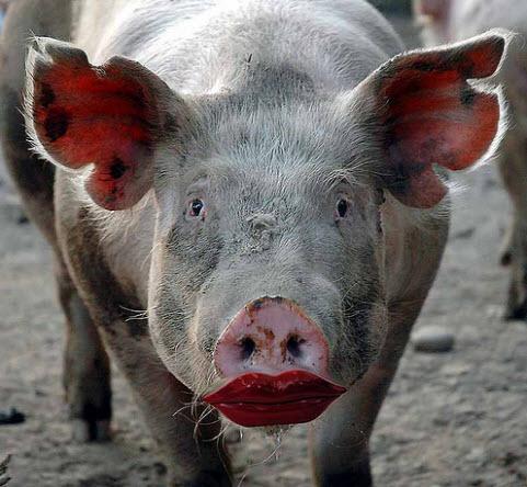 Pig