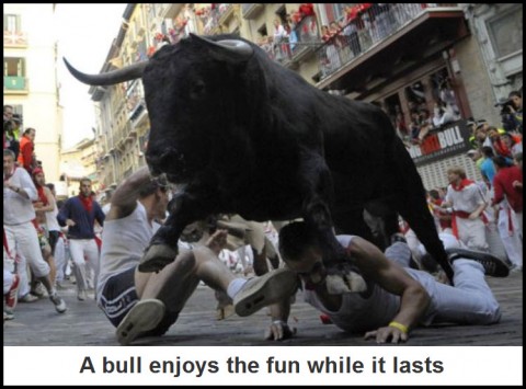 A bull enjoys the fund while it lasts