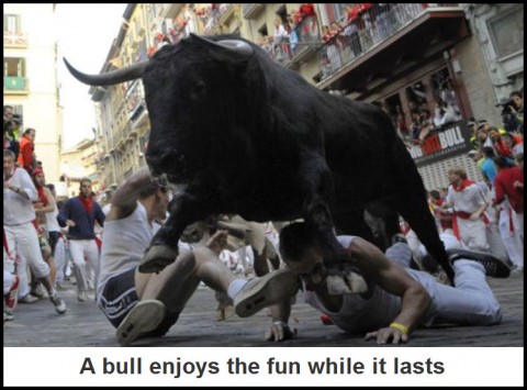 Bull A bull enjoys the fund while it lasts