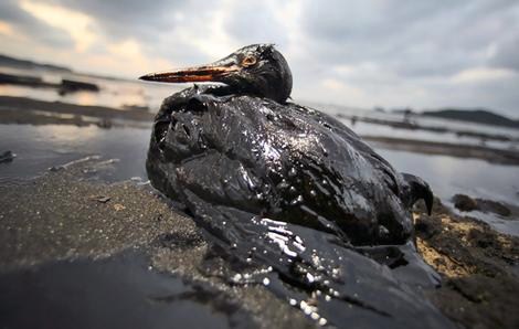 Disaster Oil-covered bird in the Gulf