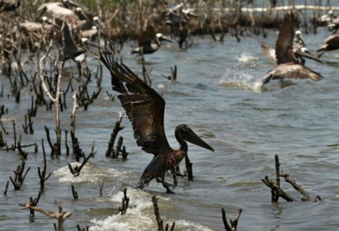 Birds covered in oil from BP's Gulf oil spill