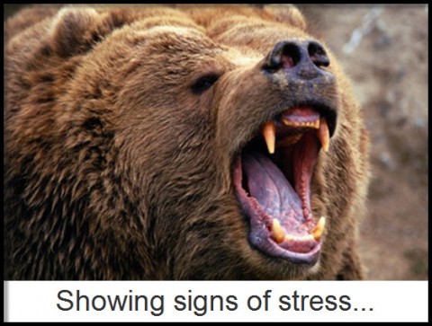 Bear stress