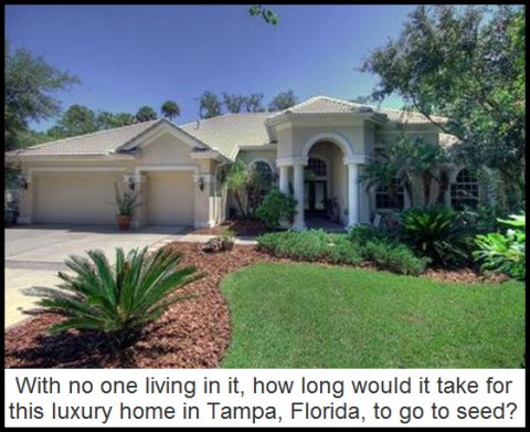 With no one living in it, how long would it take for this luxury home in Tampa, Florida, to go to seed?