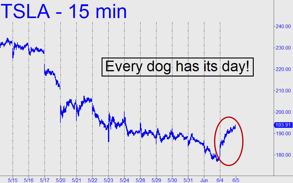 Every-dog-has-its-day-TSLA.jpg (955—598)